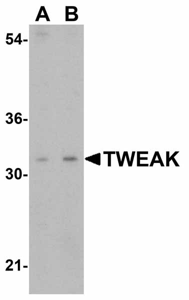 WB - Clusterin Antibody ASC10434